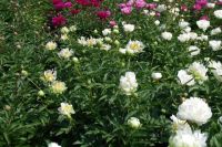 Rene Koot, foto gemaakt in Peony Showgarden