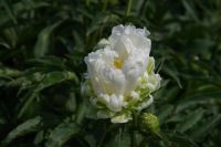 Rene Koot, foto gemaakt in Peony Showgarden