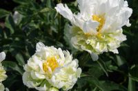 Rene Koot, foto gemaakt in Peony Showgarden