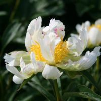 Warmerdam Paeonia