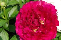 Rene Koot, foto gemaakt in Peony Showgarden