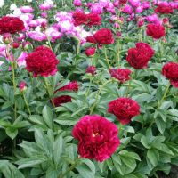 Warmerdam Paeonia