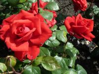 Rene Koot, foto gemaakt in kijktuin Klein Boskoop