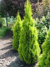 Rene Koot, foto gemaakt in kijktuin Klein Boskoop