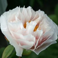 Warmerdam Paeonia