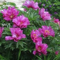 Warmerdam Paeonia