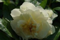 Rene Koot, foto gemaakt in Peony Showgarden