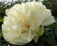 Warmerdam Paeonia