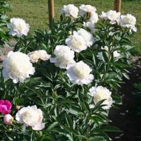 Warmerdam Paeonia