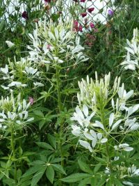 Rene Koot, foto gemaakt in kijktuin Klein Boskoop