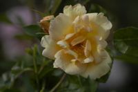 Belle Epoque Rozenkwekerij