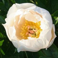 Warmerdam Paeonia