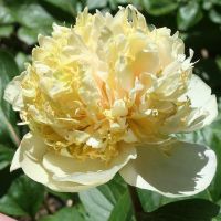 Warmerdam Paeonia