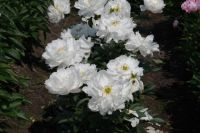 Rene Koot, foto gemaakt in Peony Showgarden