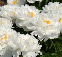 Warmerdam Paeonia