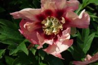 Rene Koot, foto gemaakt in Peony Showgarden