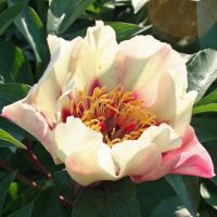 Warmerdam Paeonia