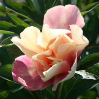 Warmerdam Paeonia