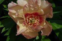 Rene Koot, foto gemaakt in Peony Showgarden