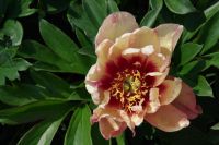 Rene Koot, foto gemaakt in Peony Showgarden