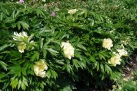 Rene Koot, foto gemaakt in Peony Showgarden