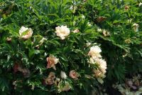 Rene Koot, foto gemaakt in Peony Showgarden