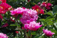 Rene Koot, foto gemaakt in Peony Showgarden