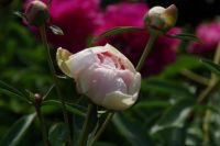 Rene Koot, foto gemaakt in Peony Showgarden