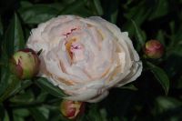 Rene Koot, foto gemaakt in Peony Showgarden