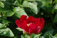 Rene Koot, foto gemaakt in Peony Showgarden