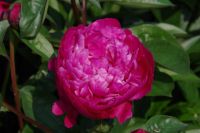 Rene Koot, foto gemaakt in Peony Showgarden