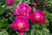 Rene Koot, foto gemaakt in Peony Showgarden