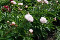 Rene Koot, foto gemaakt in Peony Showgarden