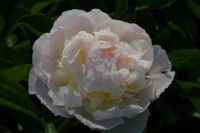 Rene Koot, foto gemaakt in Peony Showgarden