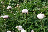 Rene Koot, foto gemaakt in Peony Showgarden