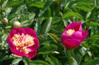 Rene Koot, foto gemaakt in Peony Showgarden