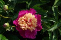 Rene Koot, foto gemaakt in Peony Showgarden