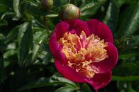 Rene Koot, foto gemaakt in Peony Showgarden