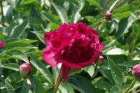 Rene Koot, foto gemaakt in Peony Showgarden