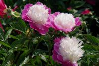 Rene Koot, foto gemaakt in Peony Showgarden