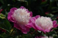 Rene Koot, foto gemaakt in Peony Showgarden