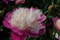 Rene Koot, foto gemaakt in Peony Showgarden
