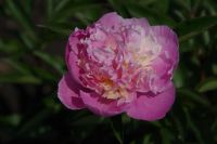 Rene Koot, foto gemaakt in Peony Showgarden