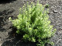 Rene Koot, foto gemaakt in kijktuin Klein Boskoop