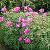 Warmerdam Paeonia