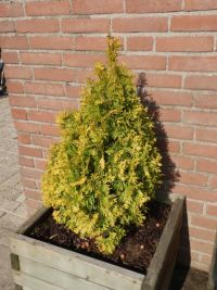 van Vliet New Plants