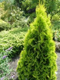 Rene Koot, foto gemaakt in kijktuin Klein Boskoop