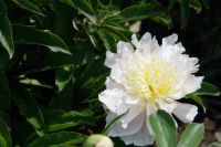 Rene Koot, foto gemaakt in Peony Showgarden