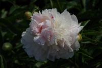 Rene Koot, foto gemaakt in Peony Showgarden