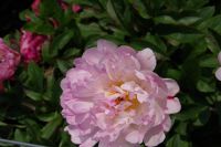 Rene Koot, foto gemaakt in Peony Showgarden